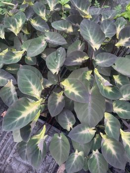 2 Tropical Storm Elephant Ears in 3.5 inch Containers **Do not Order in Extreme Temps**